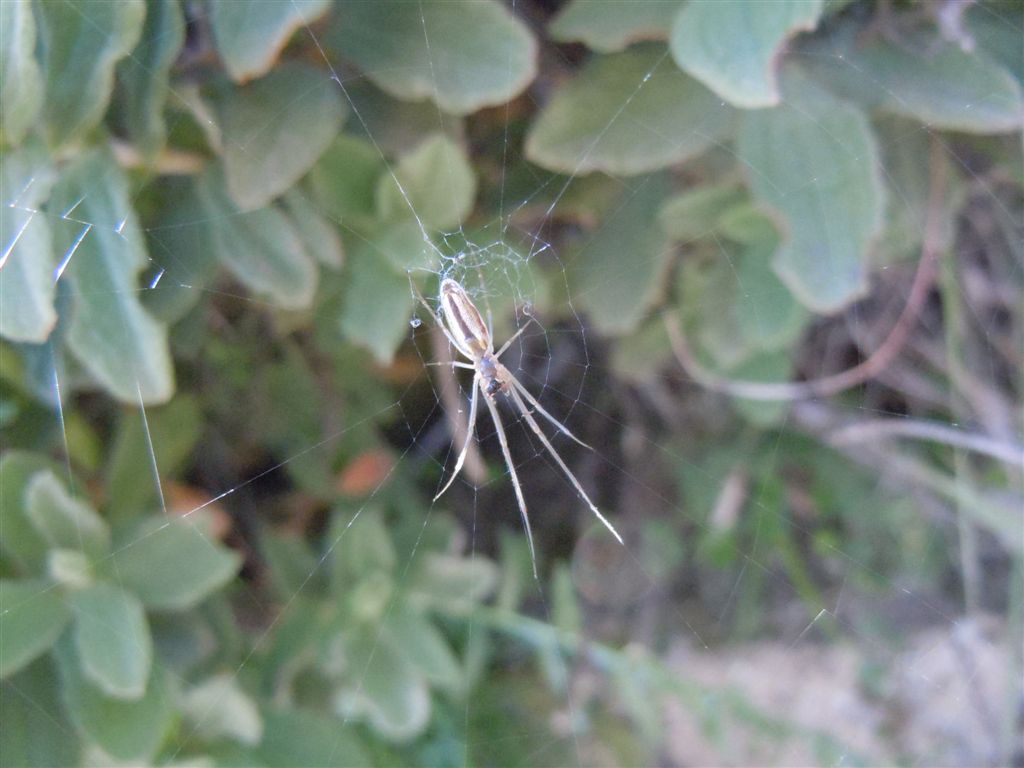 Tetragnatha sp. - C. Miseno (NA)